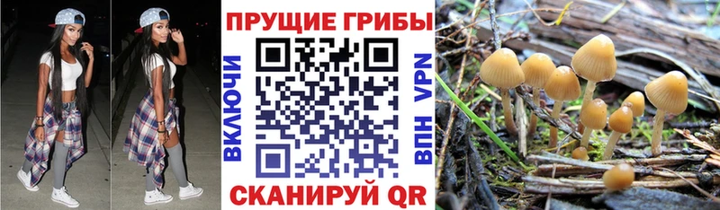 Псилоцибиновые грибы GOLDEN TEACHER  Нестеровская 